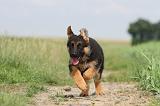 BERGER ALLEMAND 760